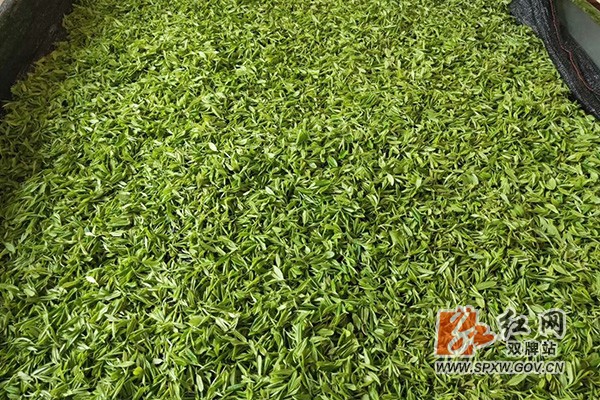 打鼓坪采摘的茶叶H.jpg