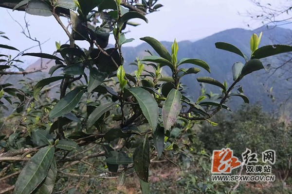 打鼓坪高山野生茶H.jpg