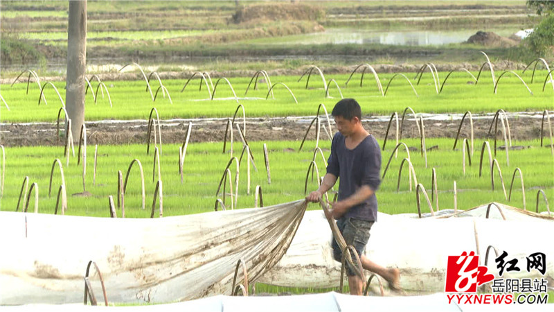 翻膜取秧.jpg