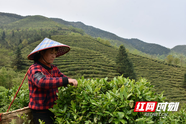 茶农采摘春茶。.jpg