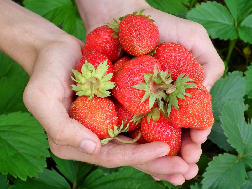 berry-197078_960_720.jpg berry-197078_960_720.jpg
