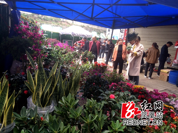 市民在精心选购自己喜爱的花草植物。（二）.jpg