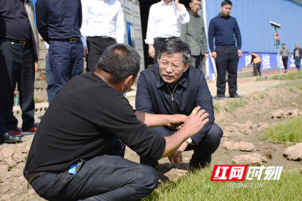 瞿海在赫山区红胜水稻种植专业合作社查看秧苗长势。.jpg