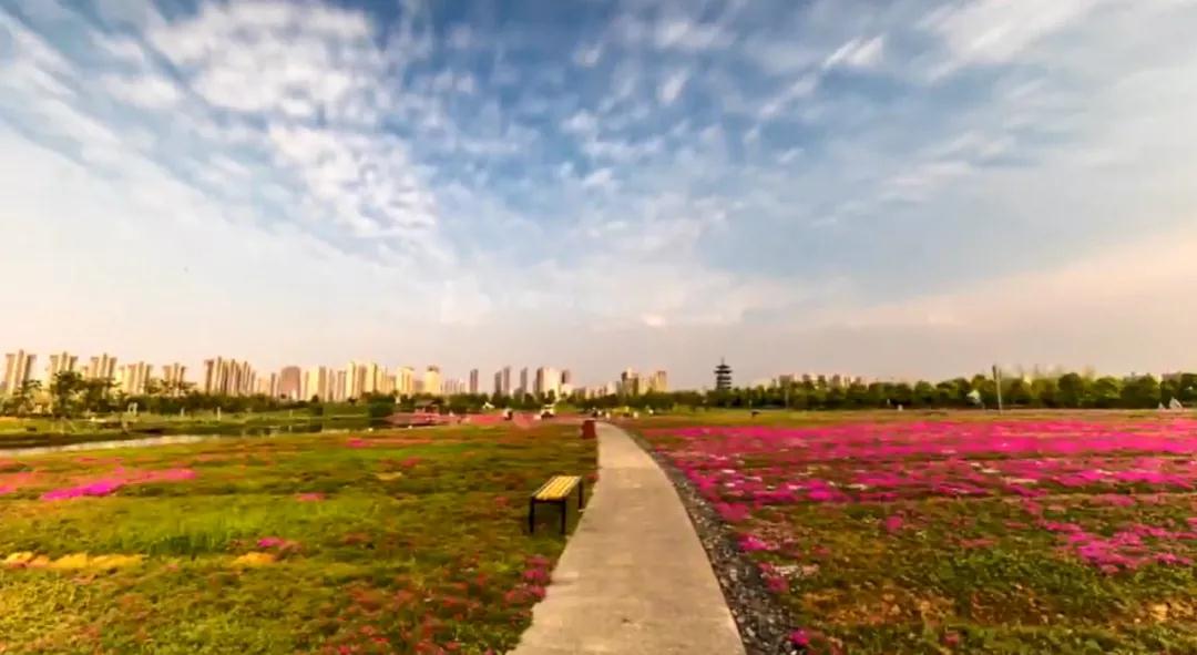 视频 || 红花遍地开，洋湖“彩头”来