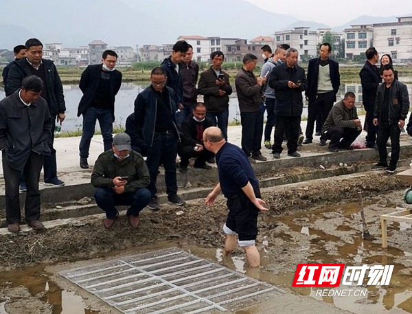 全省杂交水稻机械化制种技术培训观摩会在武冈举行2_副本.jpg