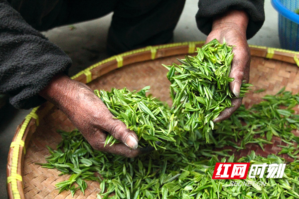 tea-farmhouse-hand-fresh-39347.jpg