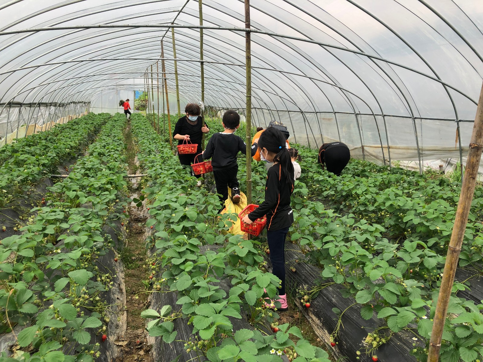 来合作社摘草莓的市民游客。