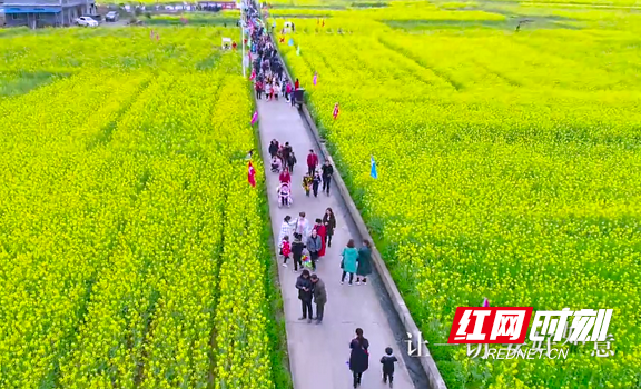 油菜花开，市民有序出游。.marked.png