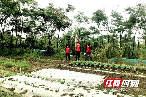 志愿者冒雨在田间进行禁种铲毒踏查活动.jpg