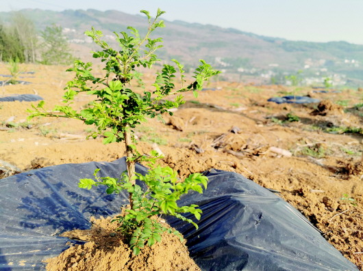 纳雍县阳长镇跳花坡村种植的刺梨.