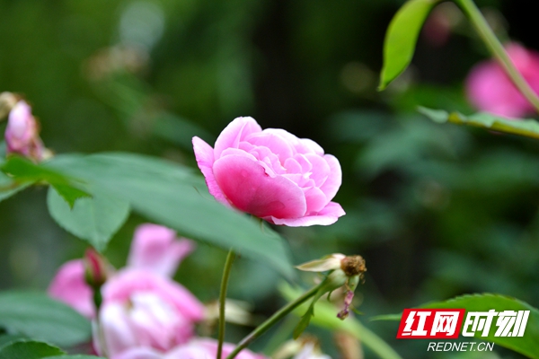 第一教学楼前的月季开花得正艳。.jpg