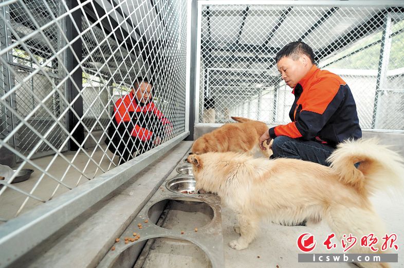　　工作人员在场所内喂养犬只。长沙晚报通讯员 盛磊 供图