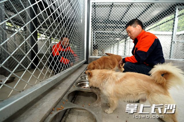 工作人员在长沙县犬只留检场所喂狗。通讯员盛磊 供图