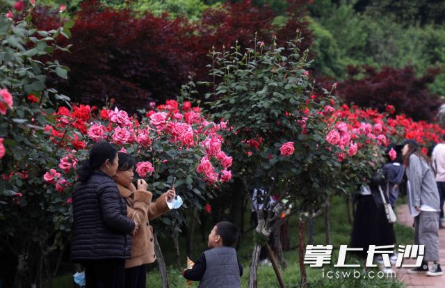 谷雨过后，省植物园100多个品种3万多株玫瑰进入盛花期，开启了浪漫芳香花世界。图片均为长沙晚报全媒体记者 贺文兵 通讯员 彭炜 摄影报道

