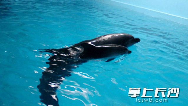 海豚宝宝（右）各项生理指标均为正常，身体健康状况良好。