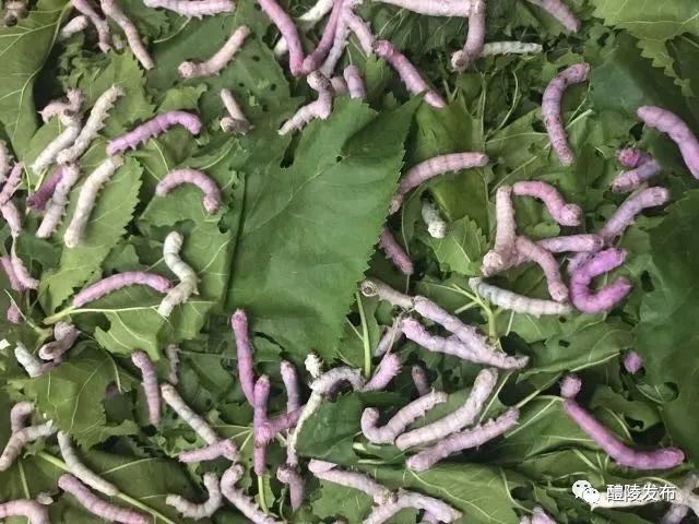 在这里,除了采摘桑果,还可以喂养蚕宝宝,一起看看彩色的蚕宝宝如何像