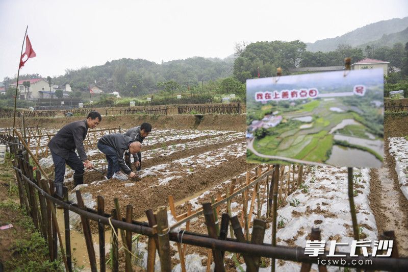 这些菜地都有专门的残障人士当“管家”，为无暇照看的市民提供务农指导和日常打理。 长沙晚报全媒体记者 周游 通讯员 陈卫 摄