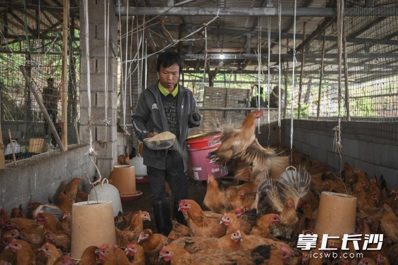 “同心农场”项目还创立了“一村一企一品”为主的帮扶模式，为残障人士提供种、养殖技术培训，形成以种养结合为主的创业就业模式。 长沙晚报全媒体记者 周游 通讯员 陈卫 摄