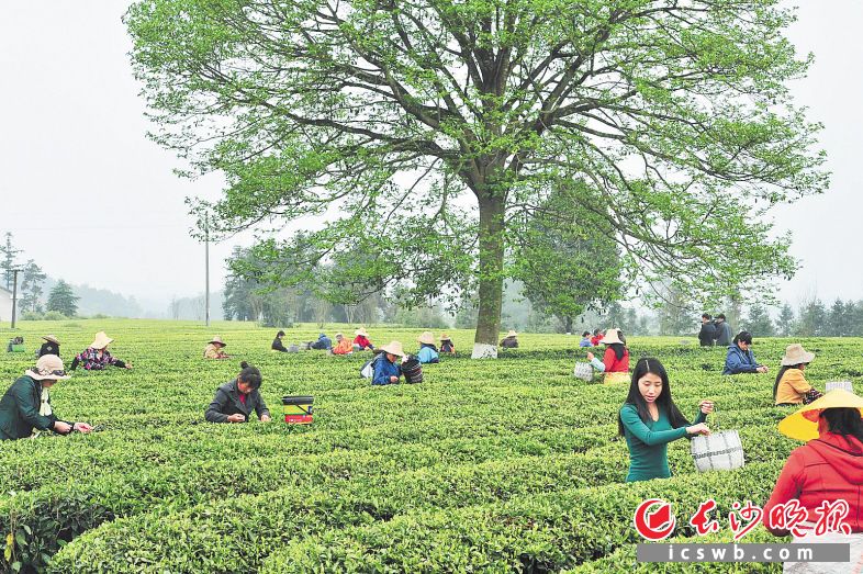 　　长沙县金井镇80多名贫困村民被安排到金井茶业的“扶贫车间”打工，不少贫困户在这里甩掉了“穷帽子”。