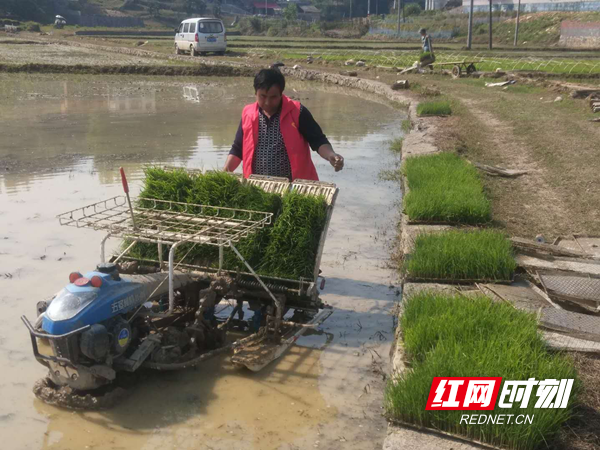 春耕插秧如火如荼1_副本.png 春耕插秧如火如荼1_副本.png