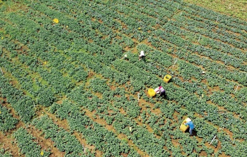 未来10年我国有能力保障粮食和重要农产品供给