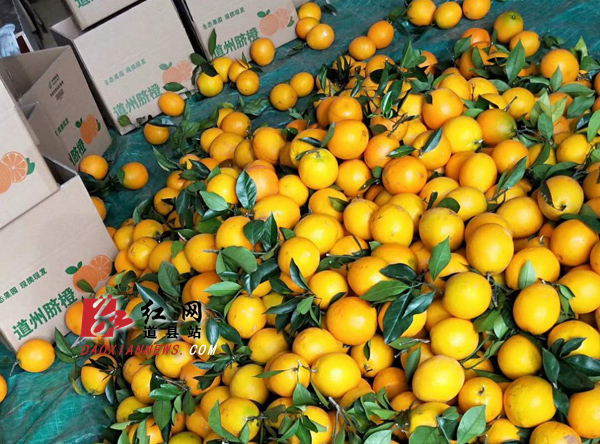 道州脐橙.jpg 道州脐橙.jpg