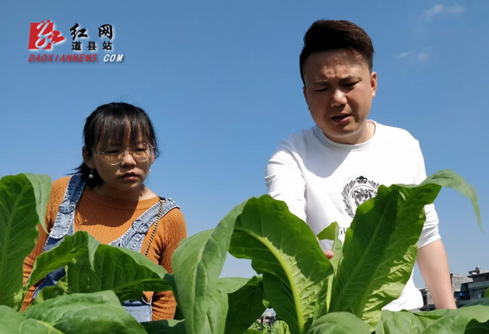 现场传授烟农烤烟大田种植技能.jpg