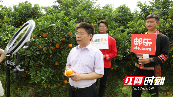 湖南江永:夏橙上线学习强国商城 县长带货直播
