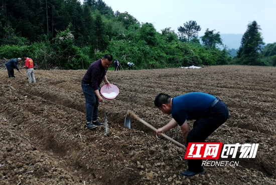 5月1日，索溪峪街道双文村第一书记与群众一道种地。.jpg