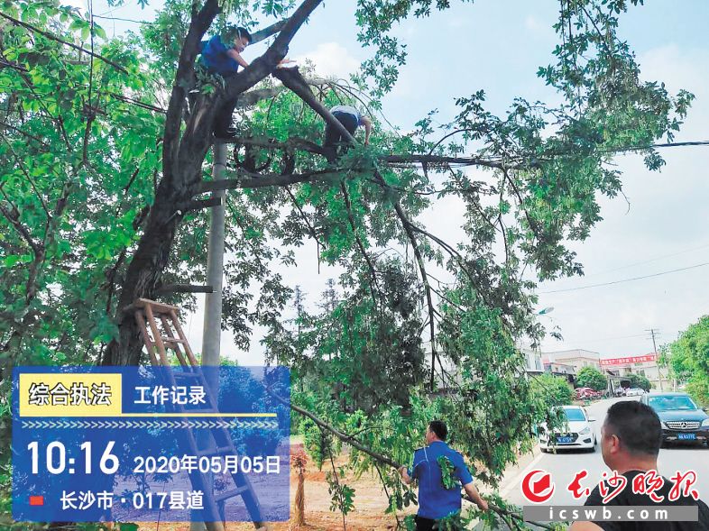 　　017县道普迹段，工作人员爬上大树，清理断枝。普迹镇路长办供图