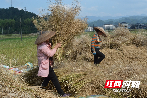 村民抢收油菜_副本.jpg