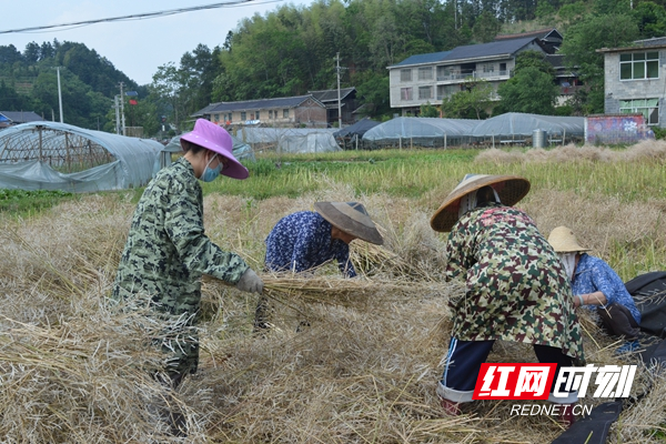 油菜抢收忙_副本.jpg