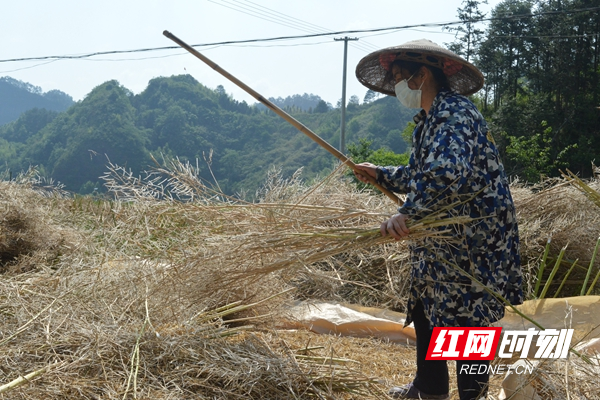 烈日下忙抢收_副本.jpg