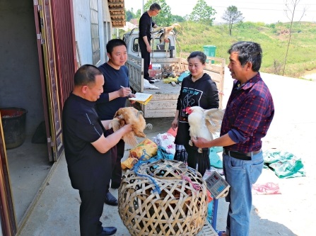 鸡鸭卖难　干部帮忙