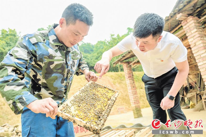 　　余柱汉（右）来到贫困户罗海军家中，查看蜂箱的结蜜情况。长沙晚报全媒体记者 陈飞 摄