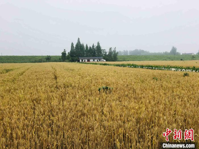 洞庭湖湖区荒地土丘长出“金麦穗”