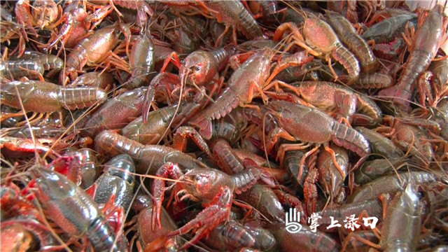 龙虾1.jpg