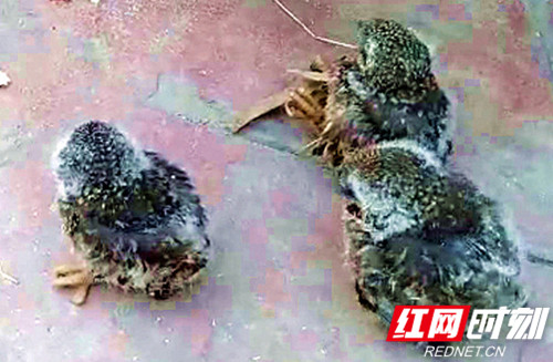 微信图片_20200510222947_副本_副本.jpg 微信图片_20200510222947_副本_副本.jpg