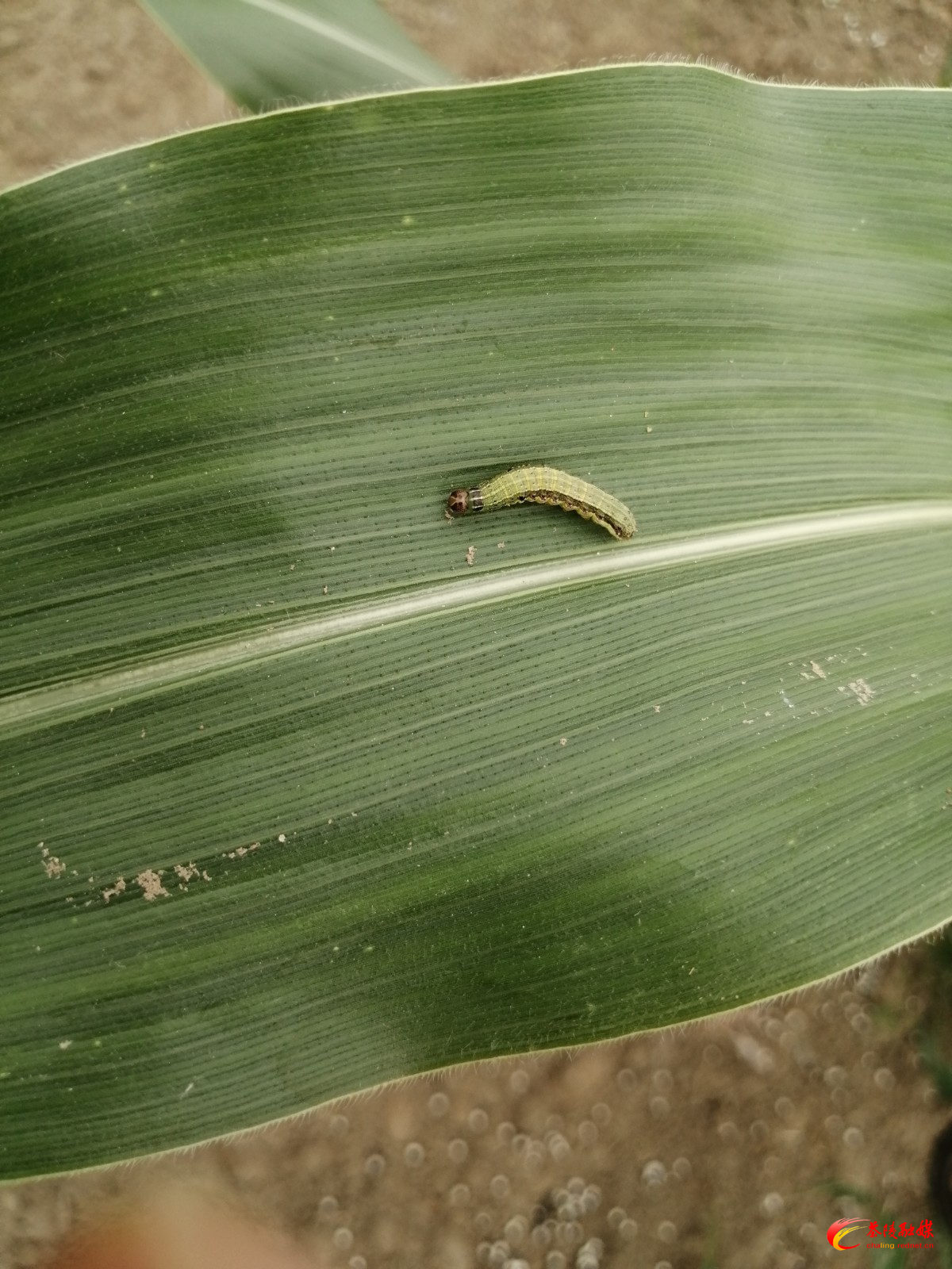 开展植保植检工作防治草地贪夜蛾