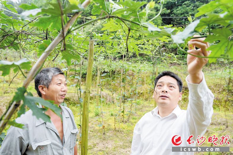 　　望城区禾丰村驻村第一书记罗正彬（右）和贫困户罗佳高在吊瓜地里聊起了今年的收成。 长沙晚报全媒体记者 陈飞 摄