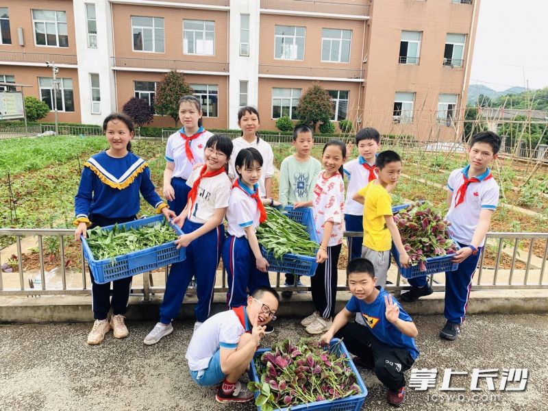 学生自己下地采摘蔬菜。