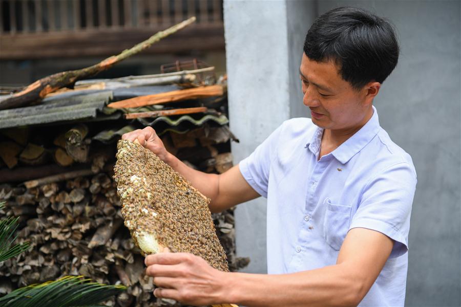 （决战决胜脱贫攻坚·图文互动）（1）深谷养蜂人