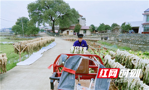 3月份，村民们晾晒芥菜.jpg
