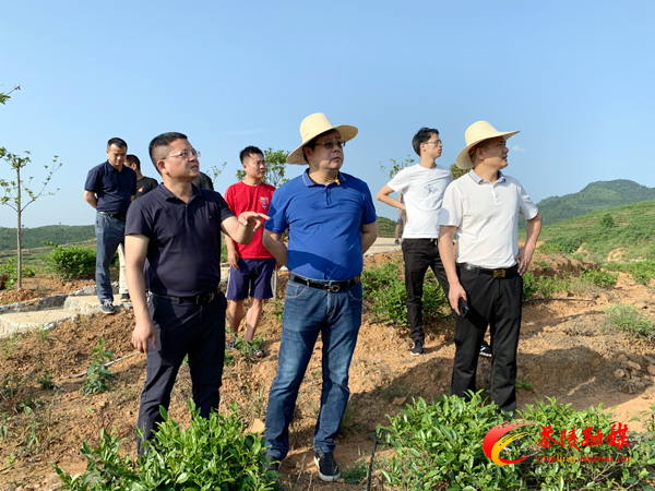 湖南龙灿生态农业发展有限公司的茶叶基地,谢志军一行认真查看茶叶