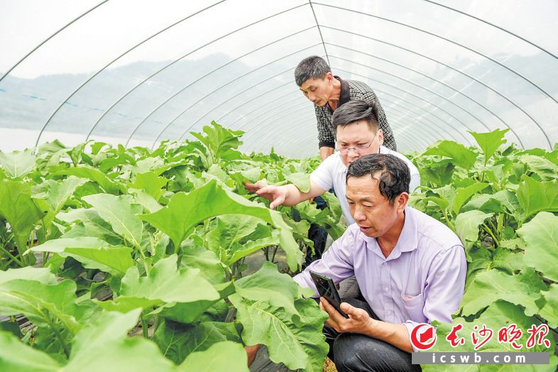 　　蔬菜大棚里，万昭松（紫衣）正跟扶贫干部联系的蔬菜种植大户视频连线请教。　　长沙晚报全媒体记者 陈飞 摄