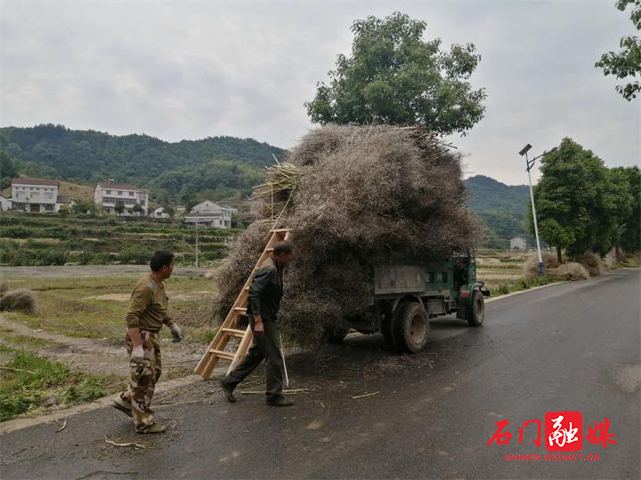 政府统一收集秸秆进行综合利用.jpg