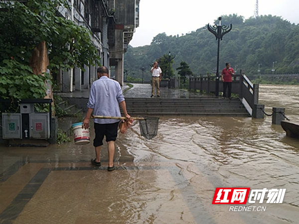 鹅公岭人口_平湖鹅公岭旧改规划图