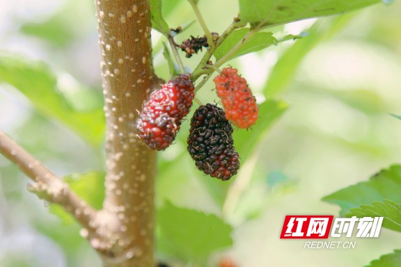 mmexport1590243624078_mh1590285386064.marked.jpg mmexport1590243624078_mh1590285386064.marked.jpg