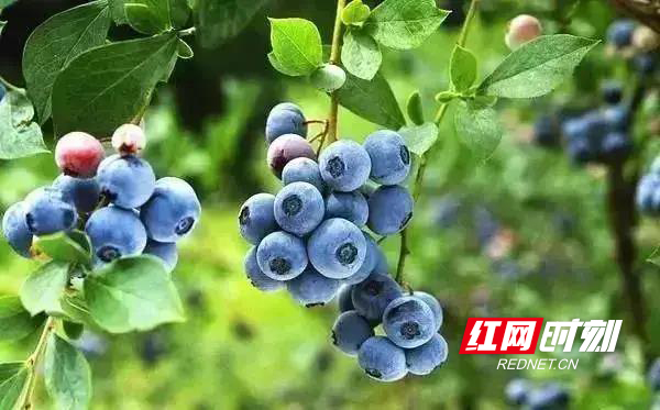 微信图片_20200526184347.jpg 微信图片_20200526184347.jpg