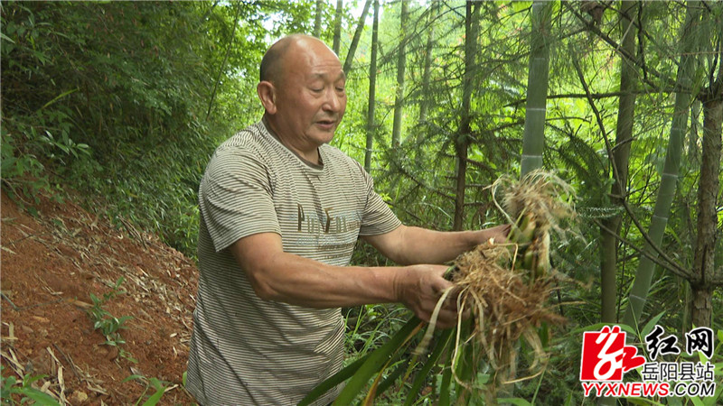 在上山挖草药.jpg